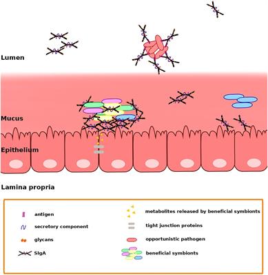 Roles of Secretory Immunoglobulin A in Host-Microbiota Interactions in the Gut Ecosystem